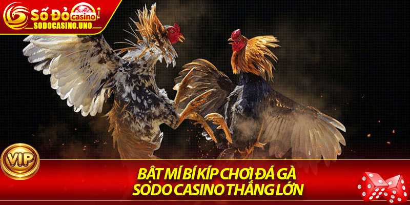 Bật mí bí kíp chơi đá gà Sodo Casino thắng lớn
