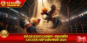 Đá Gà Sodo Casino – Địa Điểm Cá Cược Hấp Dẫn Nhất 2025