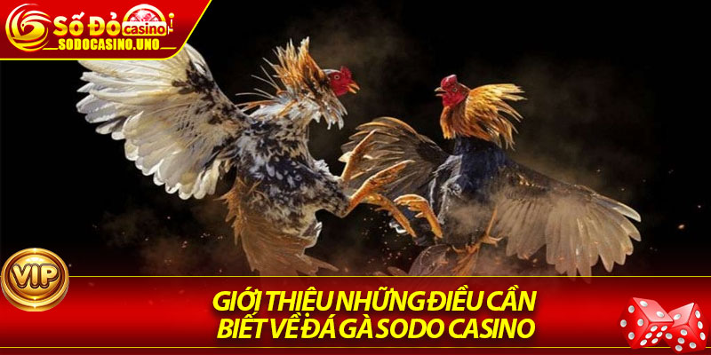 Giới thiệu những điều cần biết về đá gà Sodo Casino