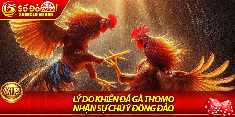 Lý do khiến đá gà Thomo nhận sự chú ý đông đảo 